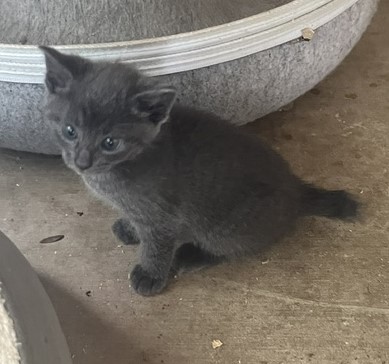 GRAY MANX GIRL photo 3