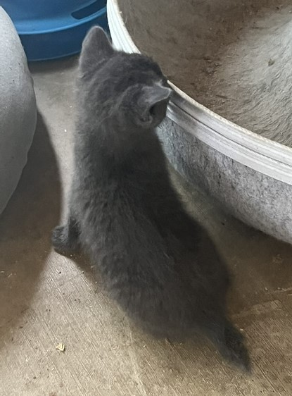 GRAY MANX GIRL photo 4