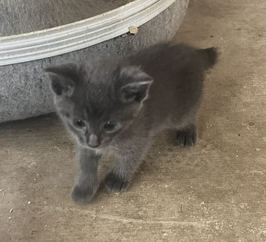 GRAY MANX GIRL photo 5