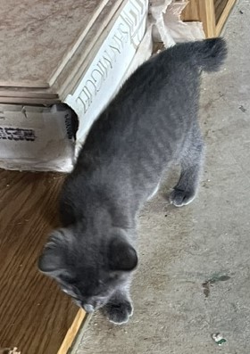 GRAY MANX GIRL photo 2