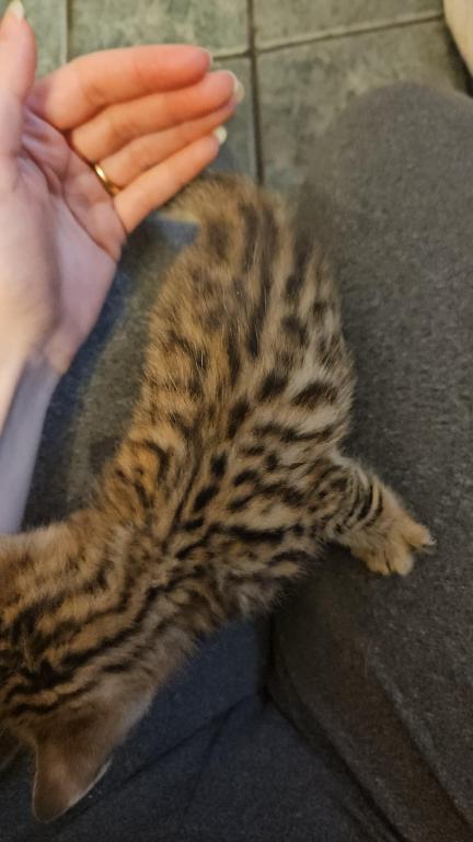 Bengal Kittens Vaccinated Payment Plans Available photo 48