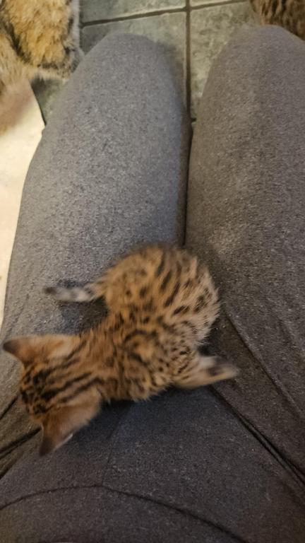 Bengal Kittens Vaccinated Payment Plans Available photo 41