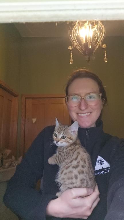 Bengal Kittens Vaccinated Payment Plans Available photo 7
