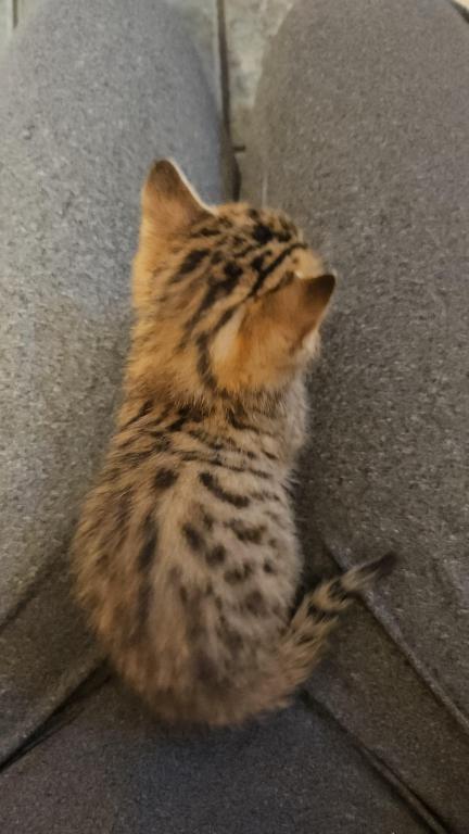 Bengal Kittens Vaccinated Payment Plans Available photo 44