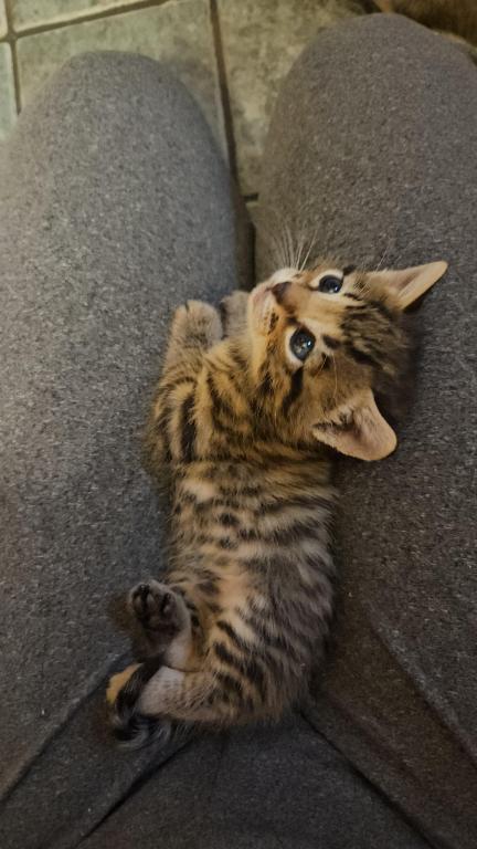 Bengal Kittens Vaccinated Payment Plans Available photo 50
