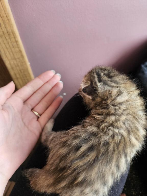 Bengal Kittens Vaccinated Payment Plans Available photo 55