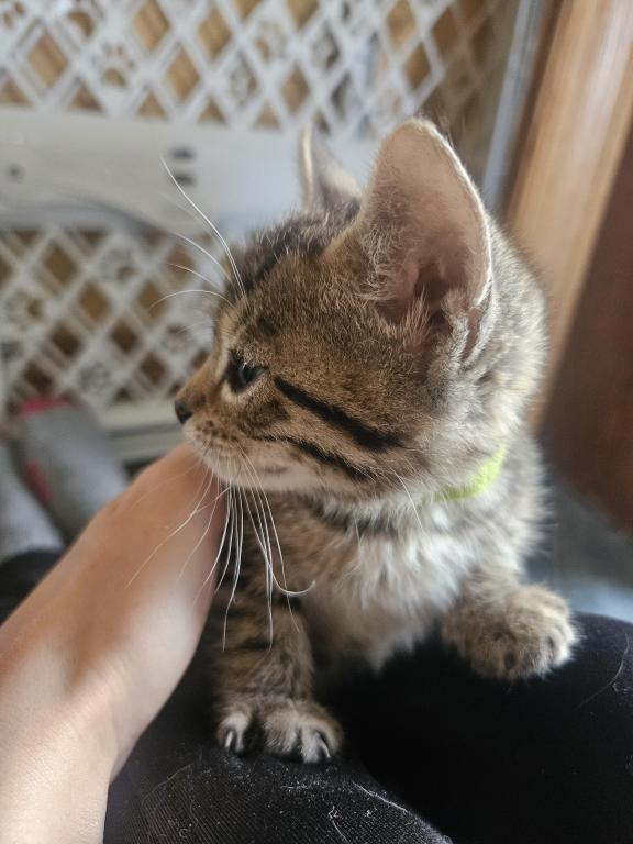 Bengal Kittens Vaccinated Payment Plans Available photo 37