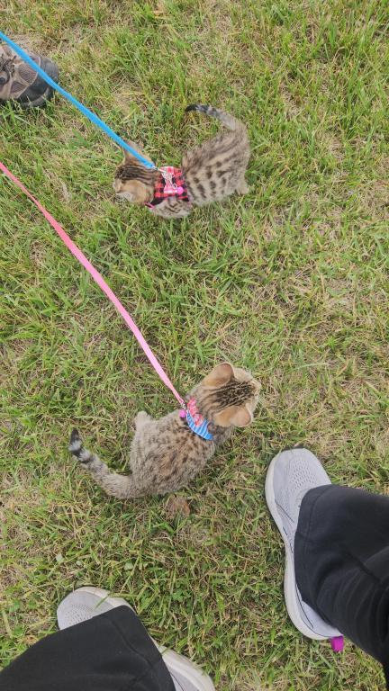 Bengal Kittens Vaccinated Payment Plans Available photo 3