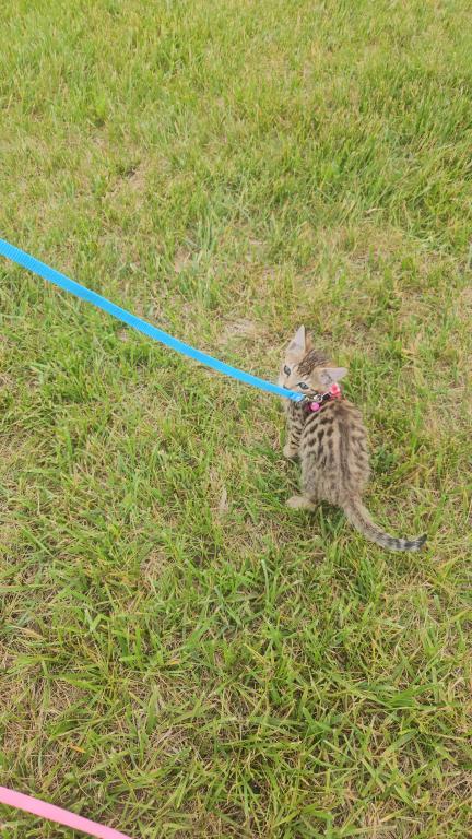 Bengal Kittens Vaccinated Payment Plans Available photo 5