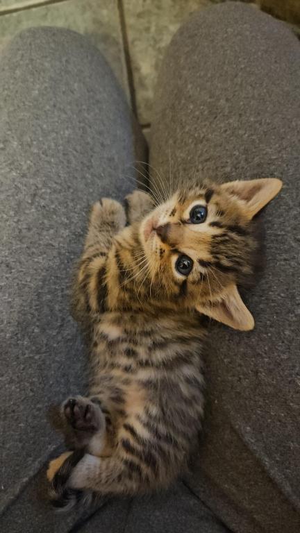 Bengal Kittens Vaccinated Payment Plans Available photo 38