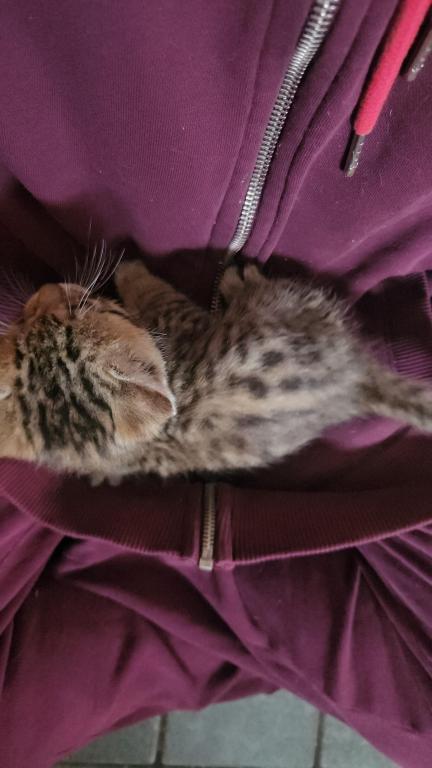 Bengal Kittens Vaccinated Payment Plans Available photo 51