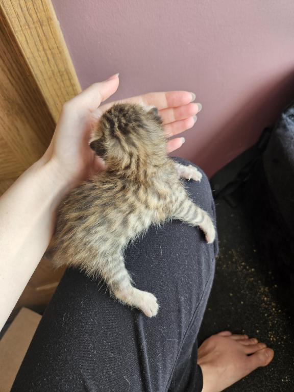 Bengal Kittens Vaccinated Payment Plans Available photo 54