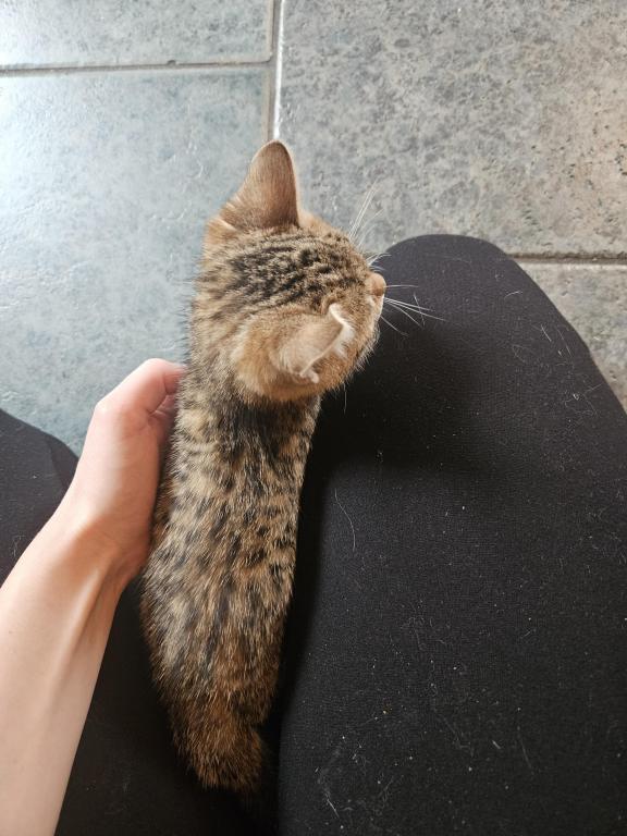 Bengal Kittens Vaccinated Payment Plans Available photo 28