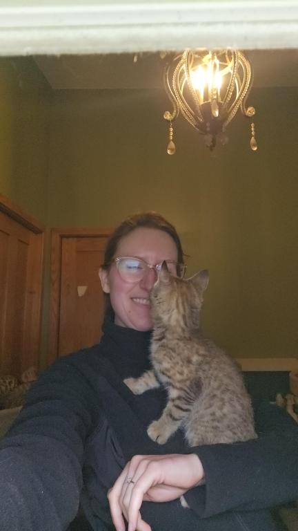 Bengal Kittens Vaccinated Payment Plans Available photo 8