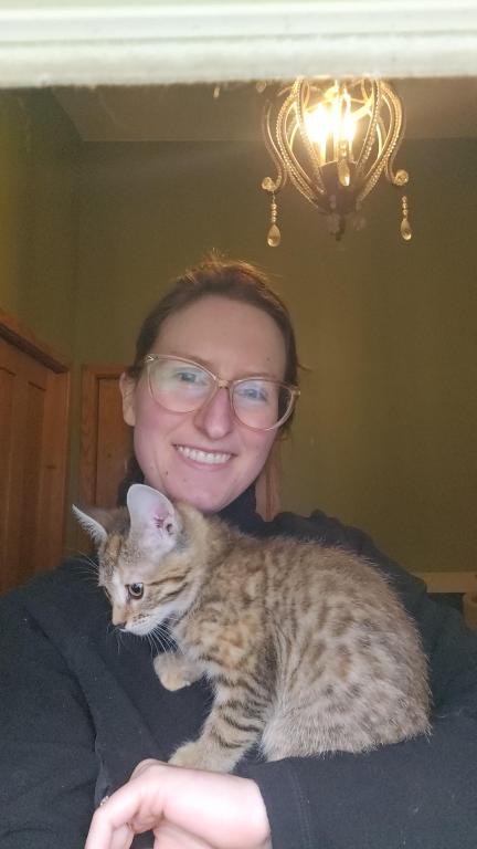 Bengal Kittens Vaccinated Payment Plans Available photo 16
