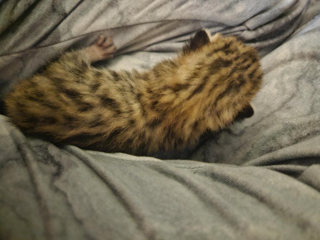 Bengal Kittens Vaccinated Payment Plans Available photo 57