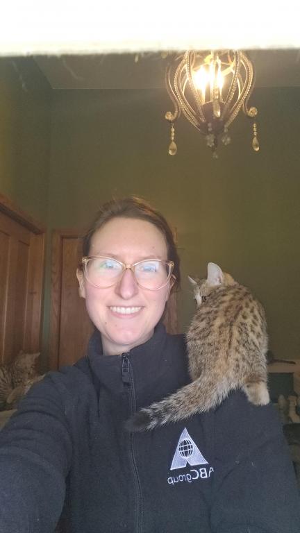 Bengal Kittens Vaccinated Payment Plans Available photo 20