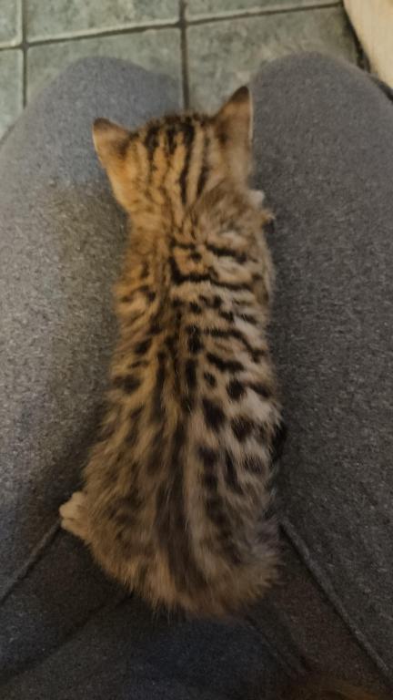 Bengal Kittens Vaccinated Payment Plans Available photo 46