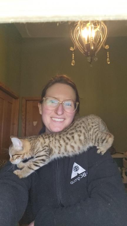Bengal Kittens Vaccinated Payment Plans Available photo 24