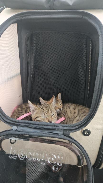 Bengal Kittens Vaccinated Payment Plans Available photo 2