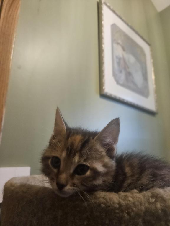 Bengal Kittens Vaccinated Payment Plans Available photo 33
