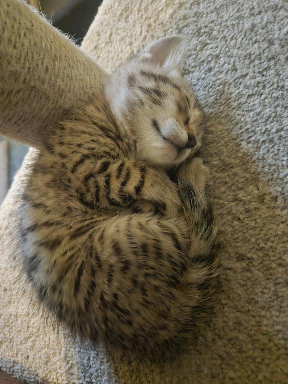 Bengal Kittens Vaccinated Payment Plans Available photo 34