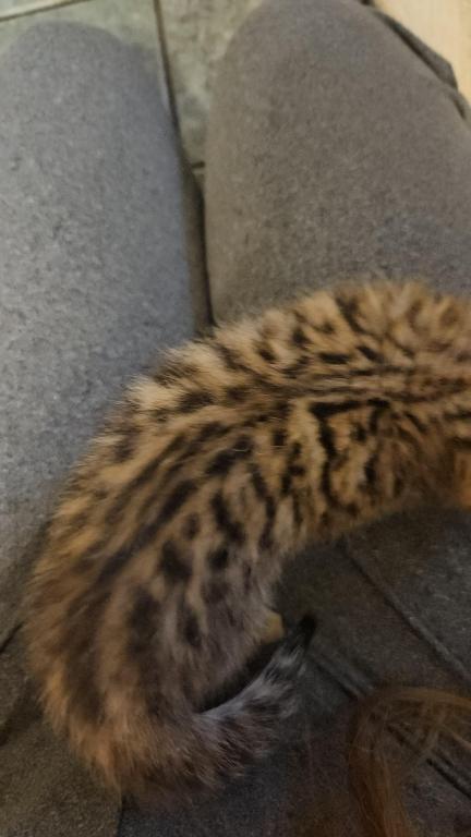 Bengal Kittens Vaccinated Payment Plans Available photo 39