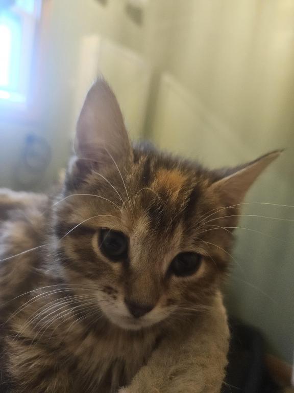 Bengal Kittens Vaccinated Payment Plans Available photo 27