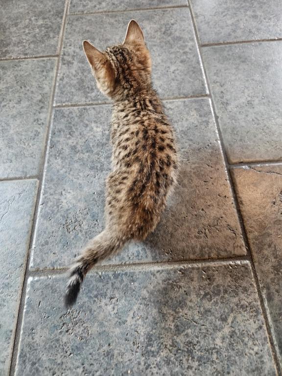 Bengal Kittens Vaccinated Payment Plans Available photo 29