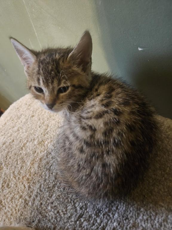 Bengal Kittens Vaccinated Payment Plans Available photo 35