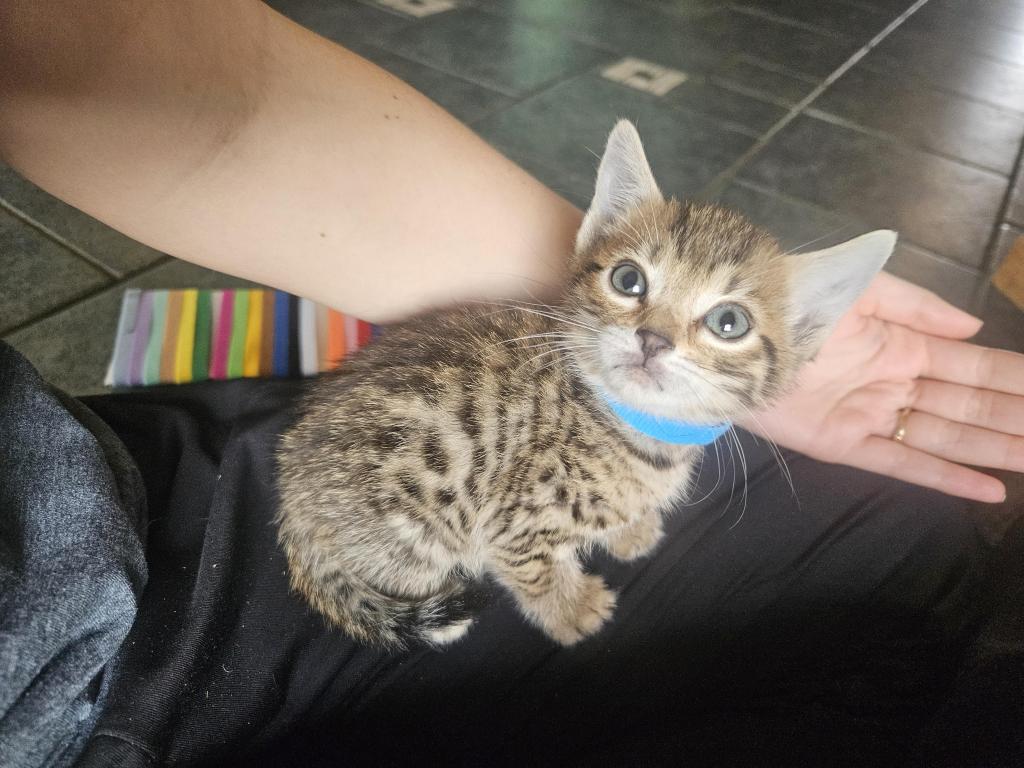 Bengal Kittens Vaccinated Payment Plans Available photo 36