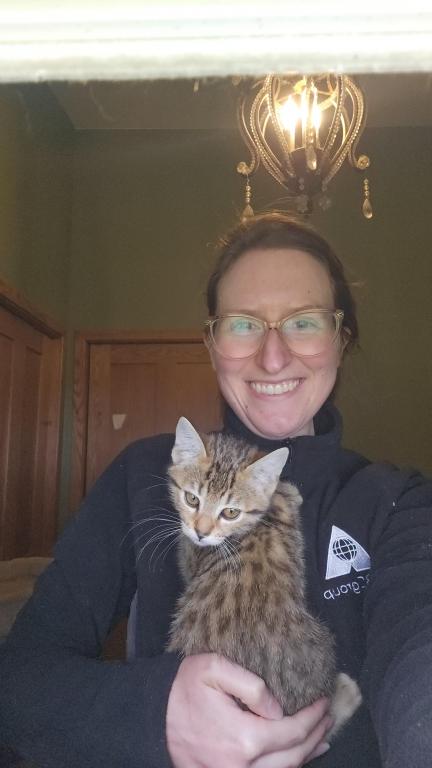 Bengal Kittens Vaccinated Payment Plans Available photo 25