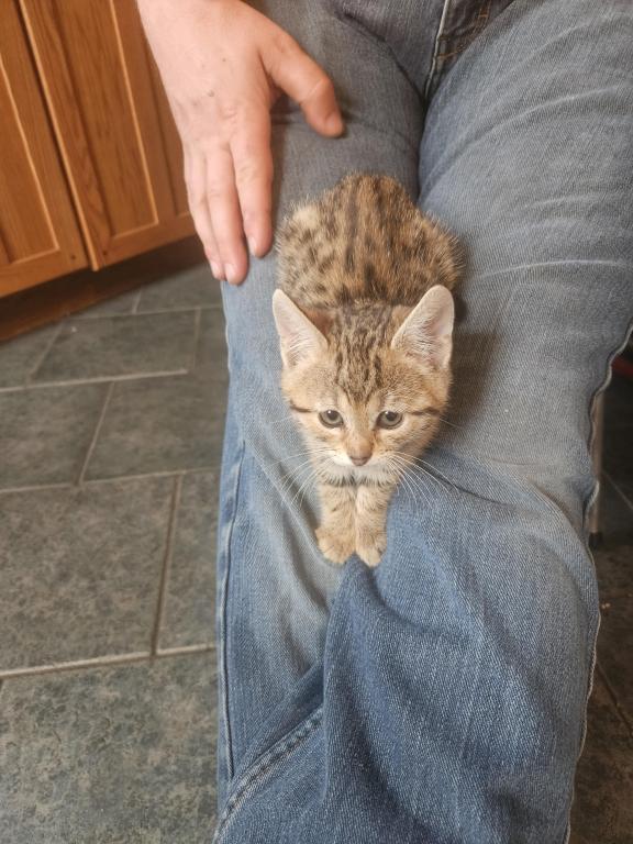 Bengal Kittens Vaccinated Payment Plans Available photo 30