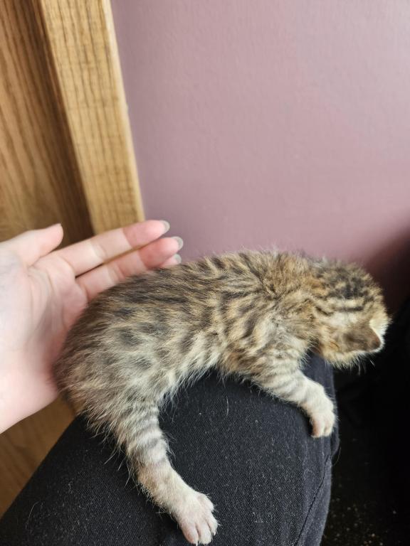 Bengal Kittens Vaccinated Payment Plans Available photo 52