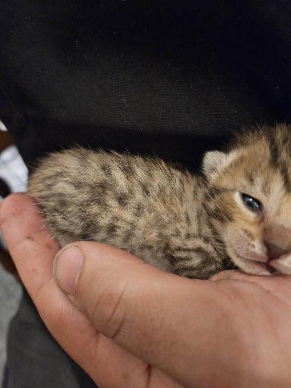 Bengal Kittens Vaccinated Payment Plans Available photo 53