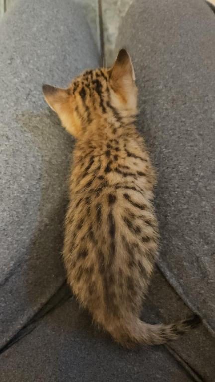 Bengal Kittens Vaccinated Payment Plans Available photo 45