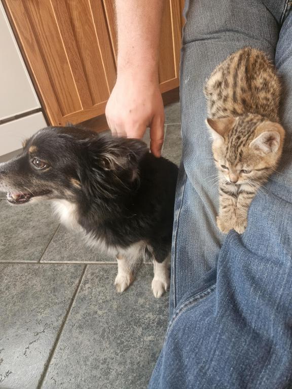 Bengal Kittens Vaccinated Payment Plans Available photo 26
