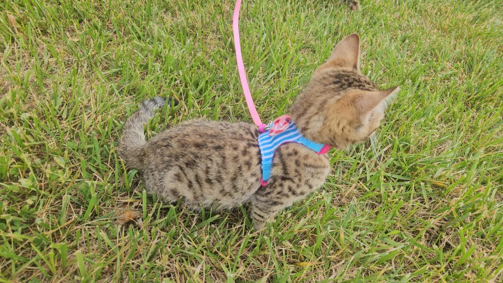 Bengal Kittens Vaccinated Payment Plans Available photo 6
