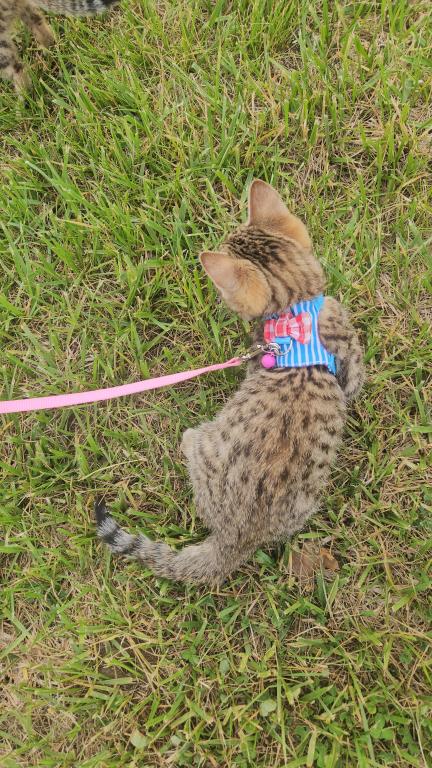 Bengal Kittens Vaccinated Payment Plans Available photo 4