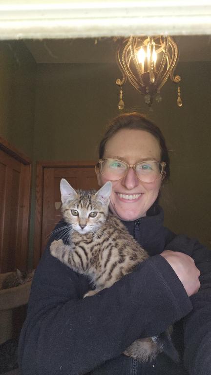 Bengal Kittens Vaccinated Payment Plans Available photo 18