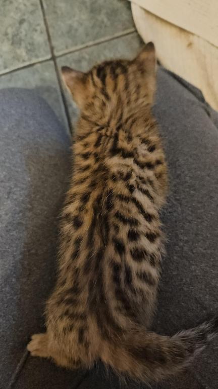 Bengal Kittens Vaccinated Payment Plans Available photo 42