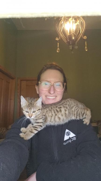 Bengal Kittens Vaccinated Payment Plans Available photo 9