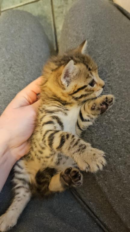 Bengal Kittens Vaccinated Payment Plans Available photo 47