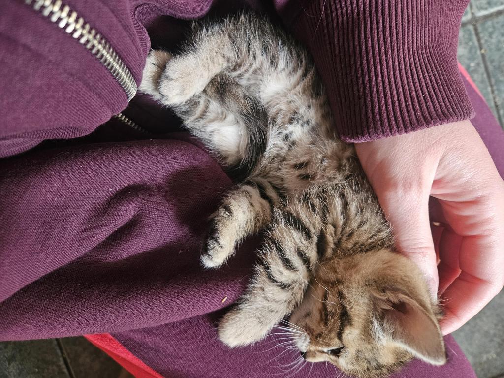 Bengal Kittens Vaccinated Payment Plans Available photo 49