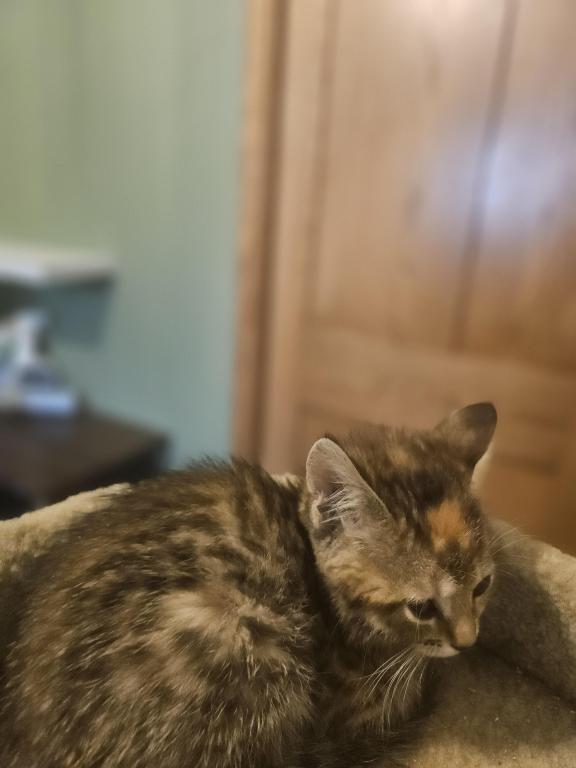 Bengal Kittens Vaccinated Payment Plans Available photo 32