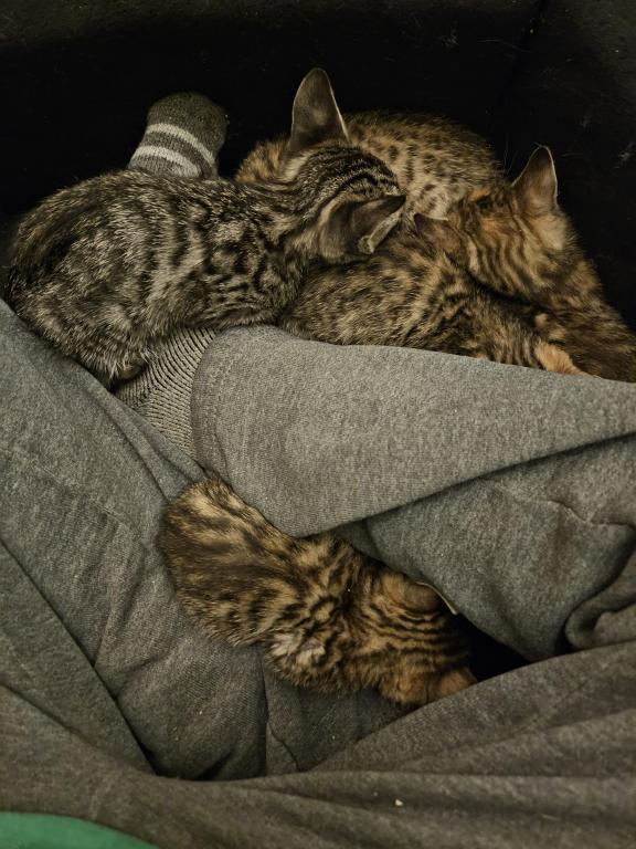 Bengal Kittens Vaccinated Payment Plans Available photo 31