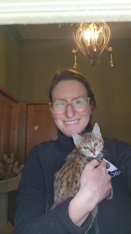 Bengal Kittens Vaccinated Payment Plans Available photo 15