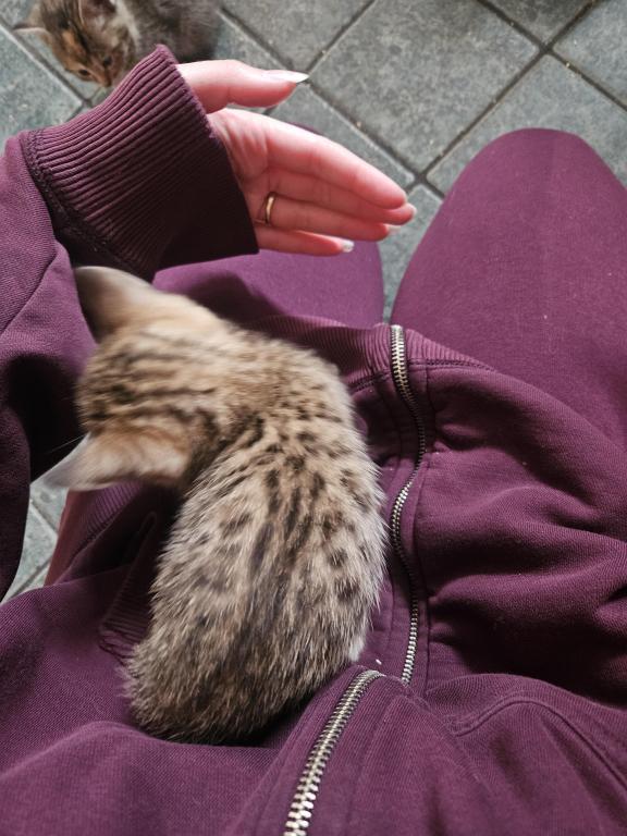 Bengal Kittens Vaccinated Payment Plans Available photo 40