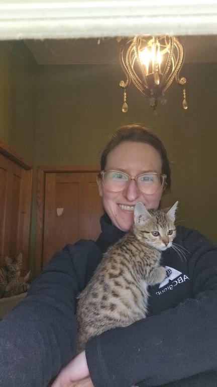 Bengal Kittens Vaccinated Payment Plans Available photo 11