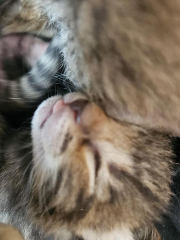 Bengal Kittens Vaccinated Payment Plans Available photo 56
